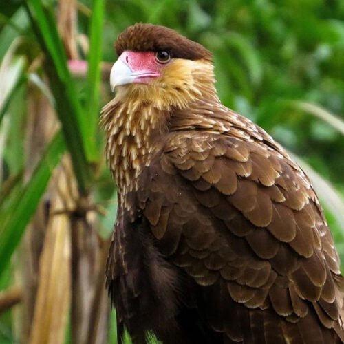 Trilha e Ecoturismo ⛰️🦜 Atrações Piçarras Trilha e Ecoturismo: Morro do Quininho