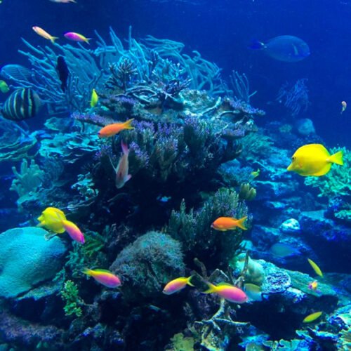 Museu Oceanográfico 🐋 Museu Oceanográfico em Piçarras Aquário de Peixes